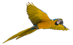 blue and yellow macaw