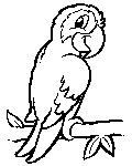 parrot colouring picture