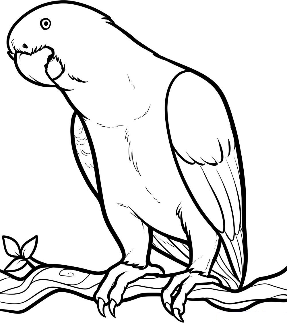 All About Parrots - Parrot colouring picture11