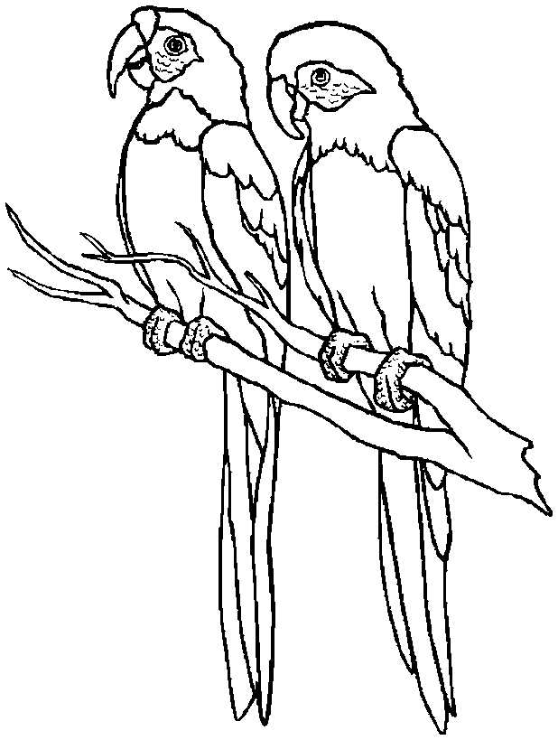 Parrot colouring picture