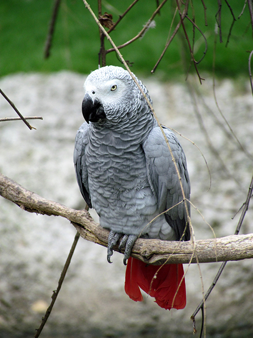 adult African Grey parrot