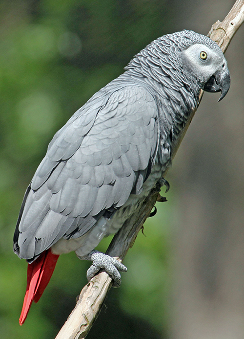 adult African Grey parrot