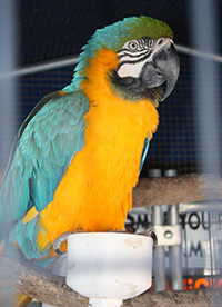 Charlie - a blue and yellow macaw, full body shot