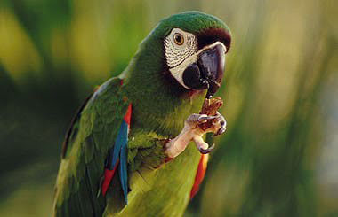 Green parrot feeding, full body shot