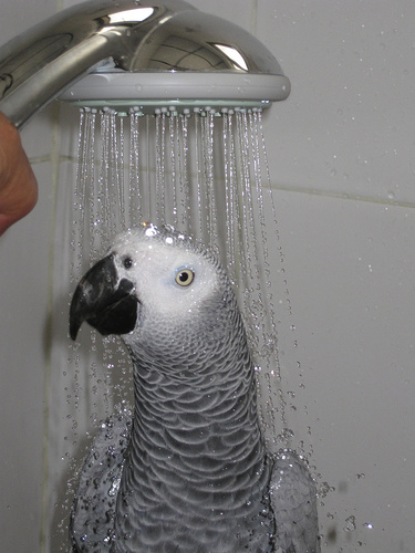 parrot having a shower