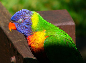 Australian Rainbow Lorikeet, head and shoulders, eyes closed