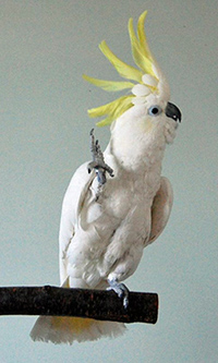 Snowball - a sulphur crested cockatoo, full body shot, dancing