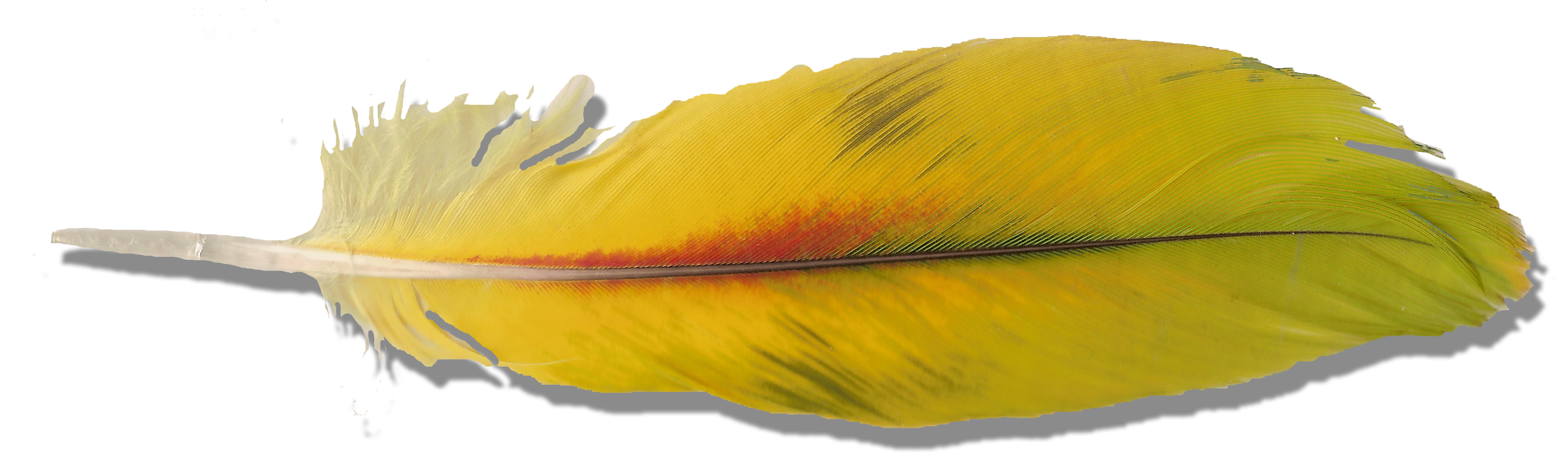 yellow parrot feather