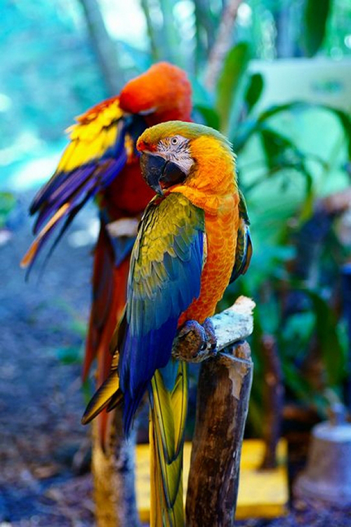 Two Macaws