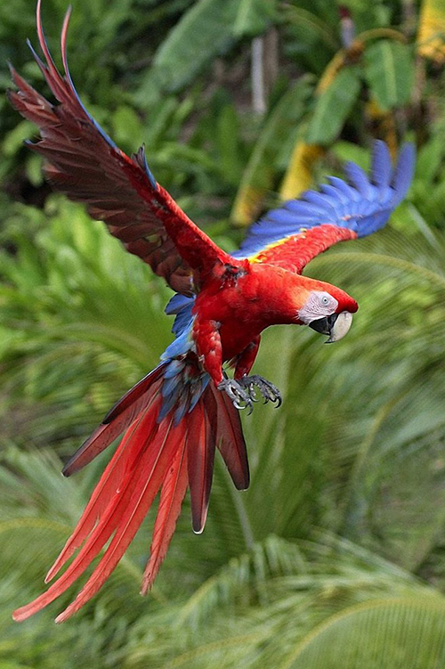 Red Macaw flying