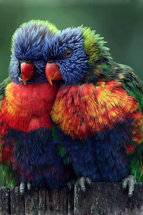 Two Rainbow Lorikeets snuggled up beside eachother on a branch