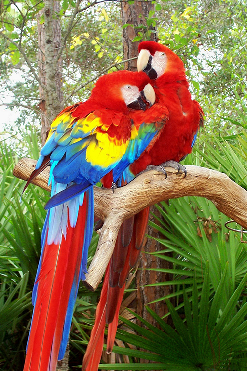 Two Amazon Macaws on a branch