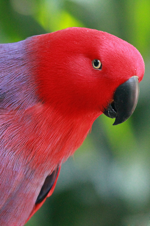 Red Ecclectus Parrot close up
