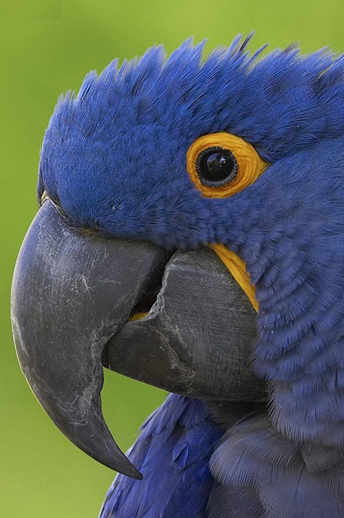 Hyacinth Macaw close up
