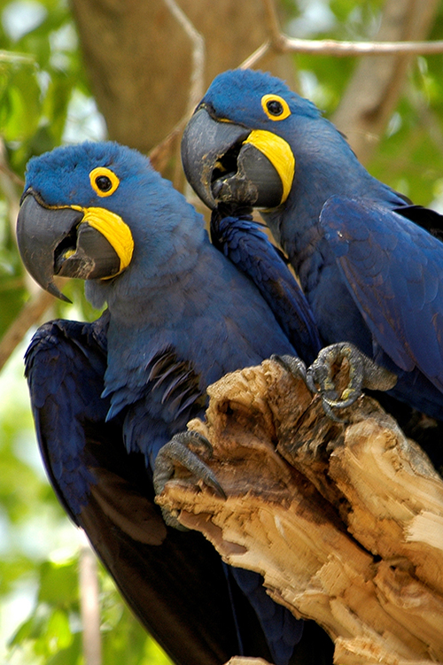 Two Hyacinth Macaws looking down from a branch