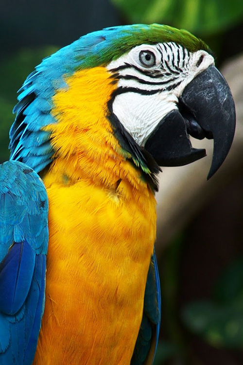 Sapphire-throated Macaw close up