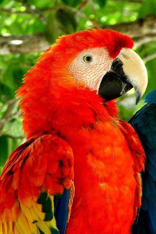Close up of Red Macaw