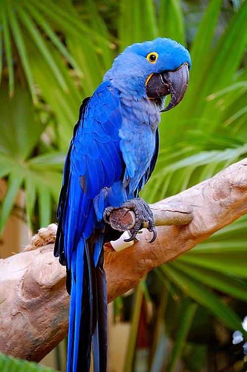Hyacinth Macaw, full body picture