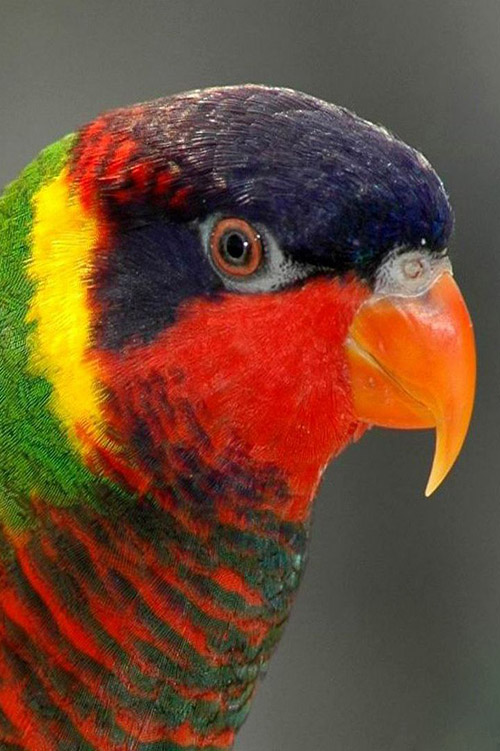 Seven Colour parrot close up