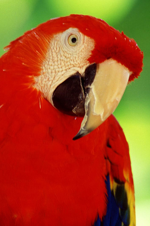 Scarlet Macaw close up