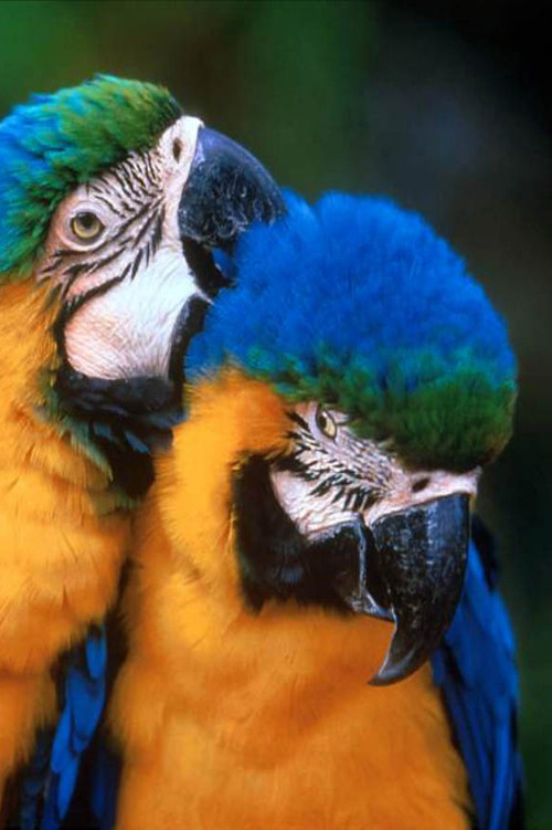 Two Blue and Yellow Macaws, close up, macaw on left grooming macaw on right
