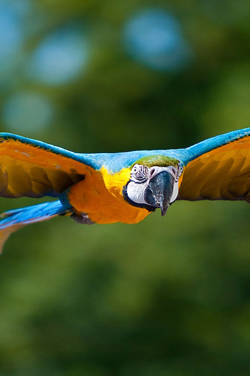 Blue and Yellow Macaw in flight, pictured flying towards camera