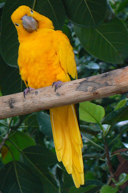 Yellow parrot looking down from branch