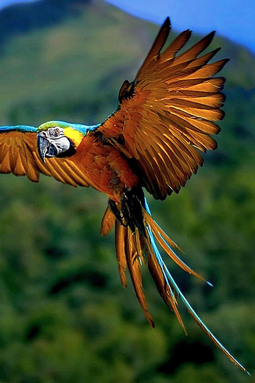 Blue and Yellow Macaw in flight