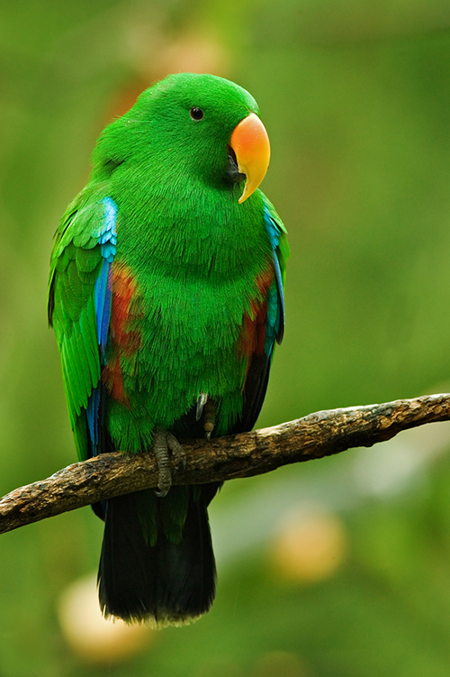 Green Ecclectus Parrot,full body picture