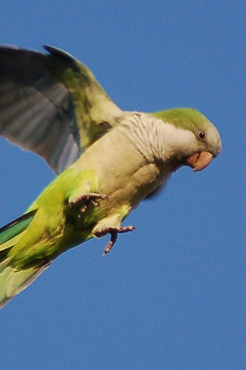 Green Parrot in flight